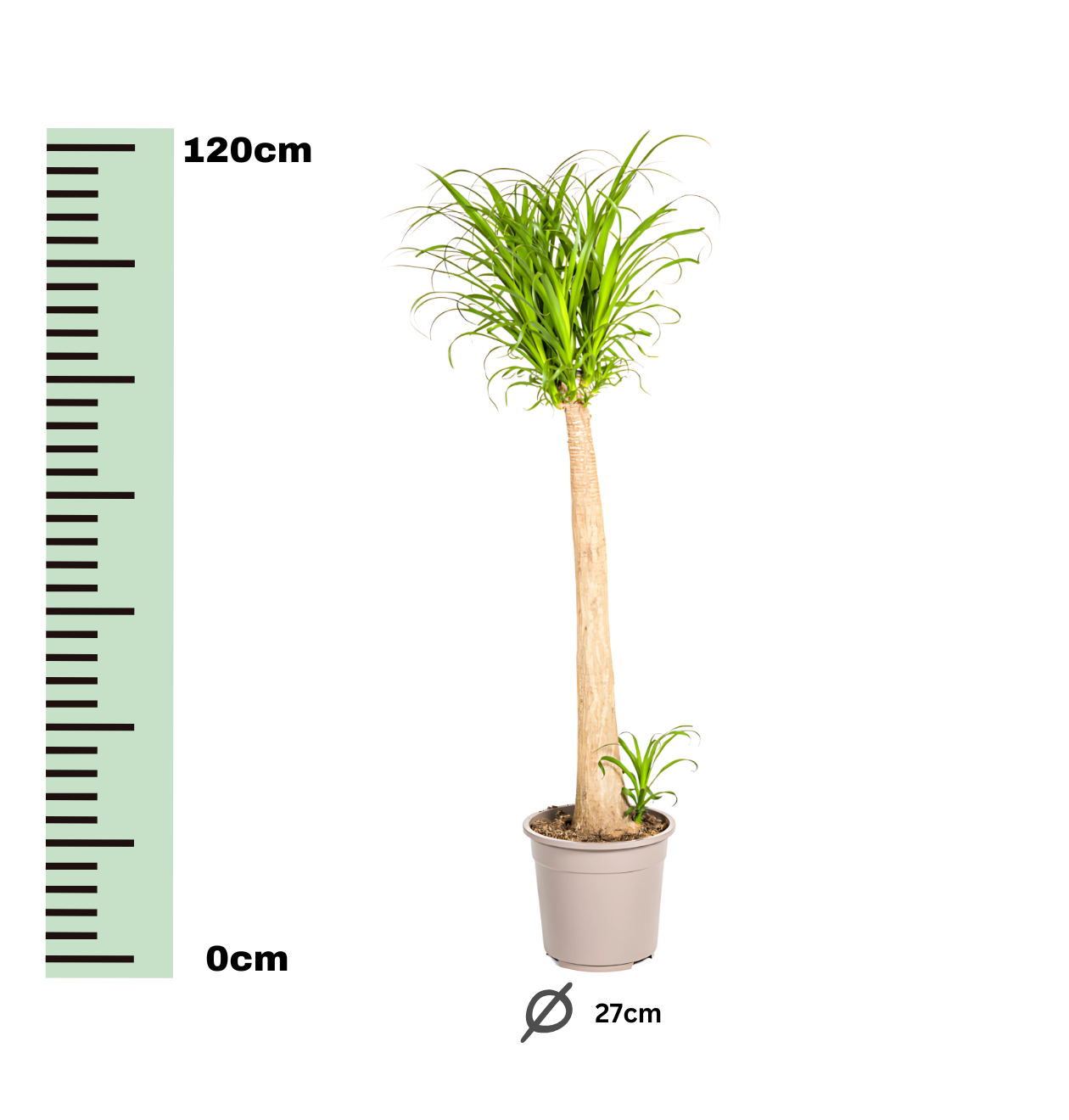 Beaucarnea Recurvata “Stamm” | Elefantenfuß | +/- 120cm | ø 27cm Topf