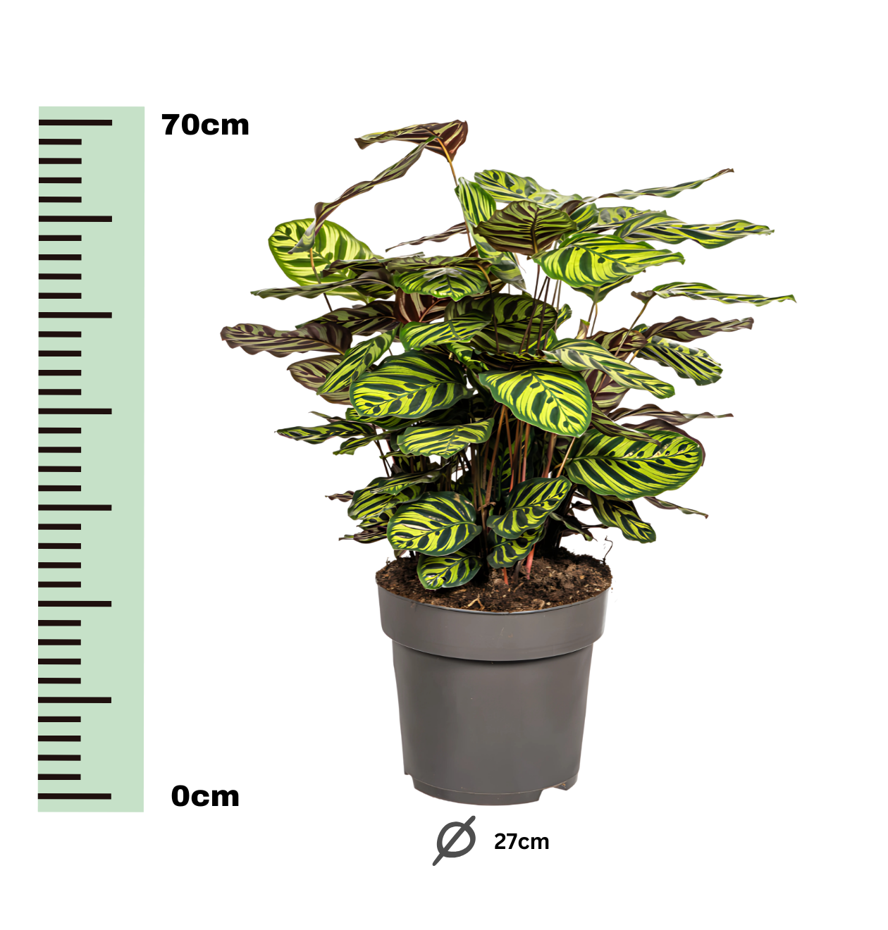 Calathea “Makoyana” | Korbmarante | +/- 70cm | ø 27cm Topf
