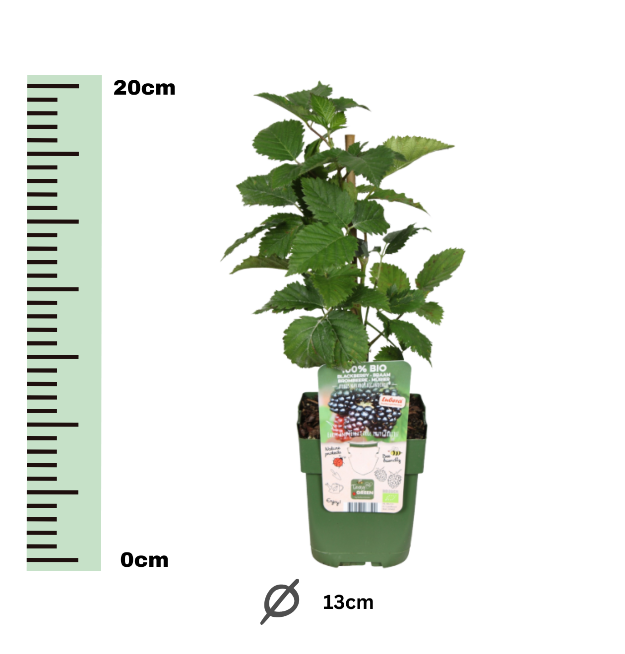 Bio Brombeerpflanzen (3 Stück) | +/- 20 cm | ø 13 cm