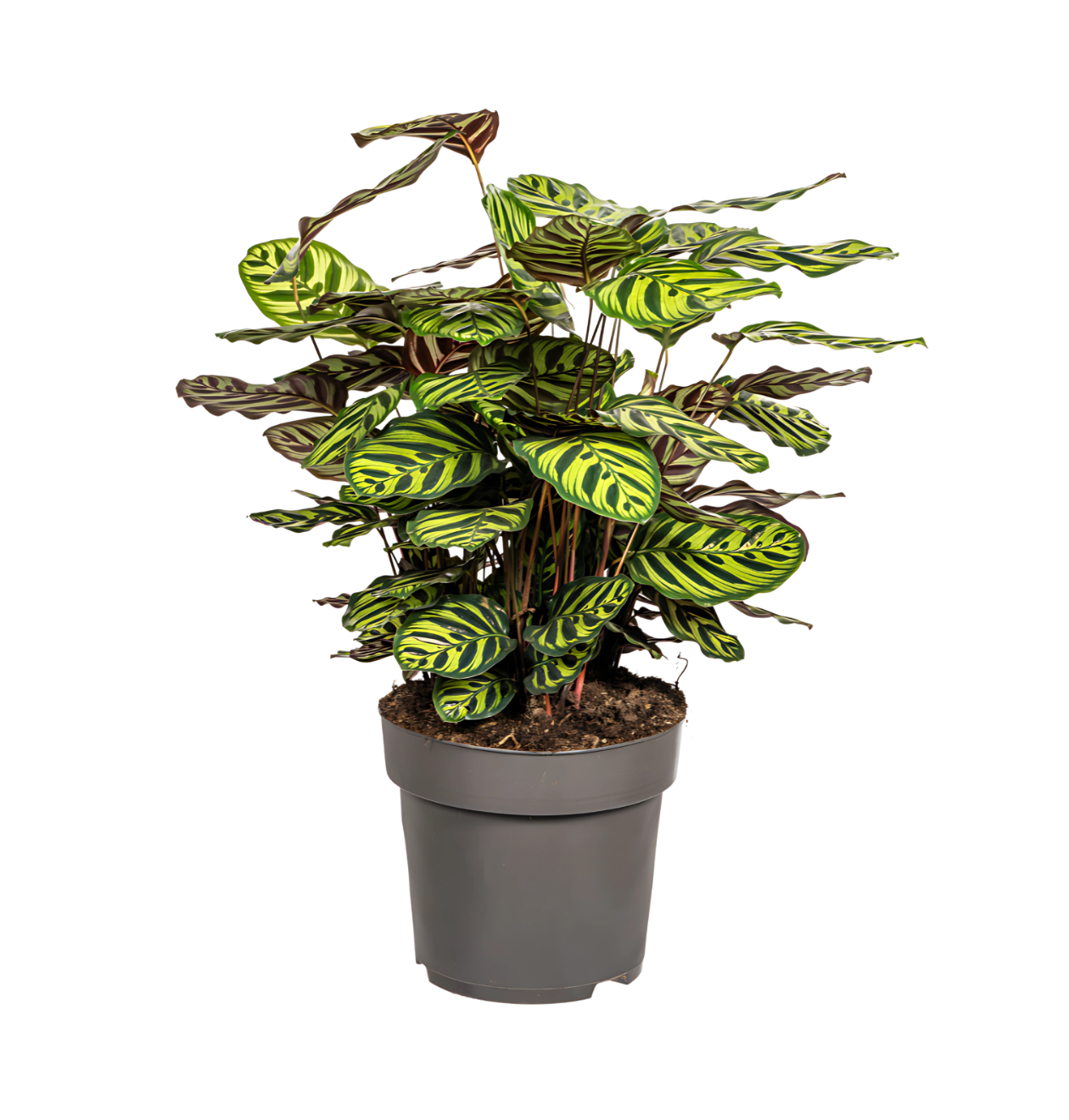 Calathea “Makoyana” | Korbmarante | +/- 70cm | ø 27cm Topf