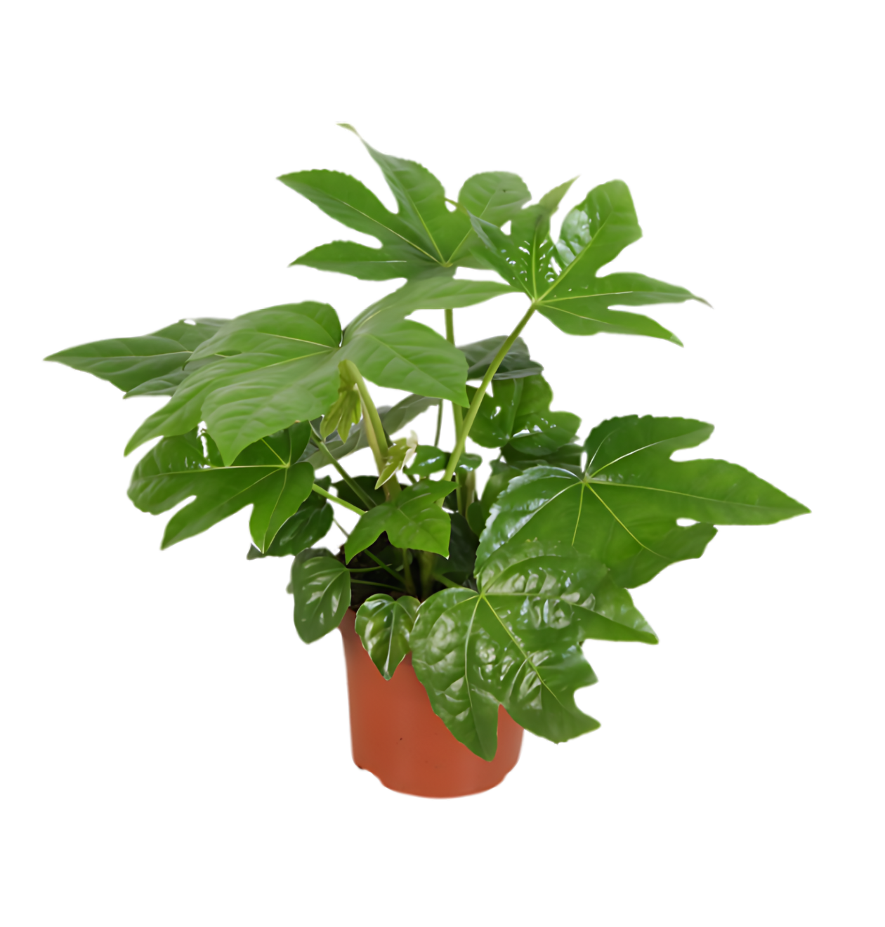 2er-Set | Zimmeraralie | Fatsia japonica | +/- 40-50cm | ø 12-15cm Topf
