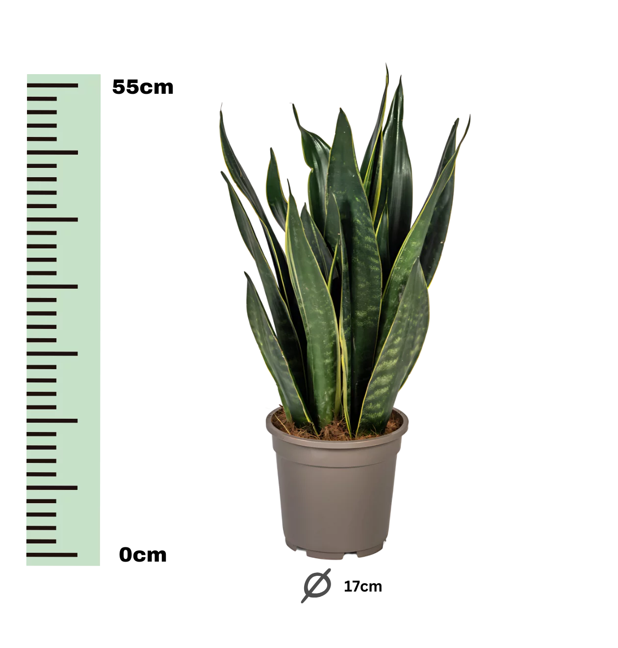 Sansevieria Trifasciata “Futura Black” | Bogenhanf | +/- 50-55cm | ø 17cm Topf