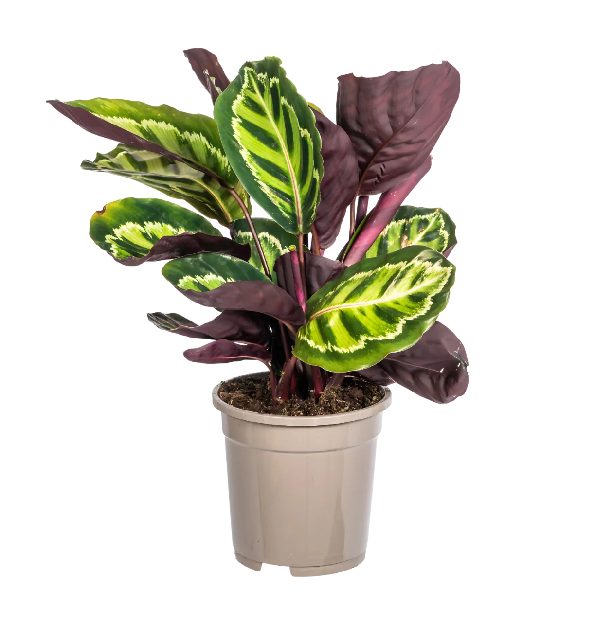 Calathea “Roseopicta” | Korbmarante | +/- 45cm | ø 17cm Topf
