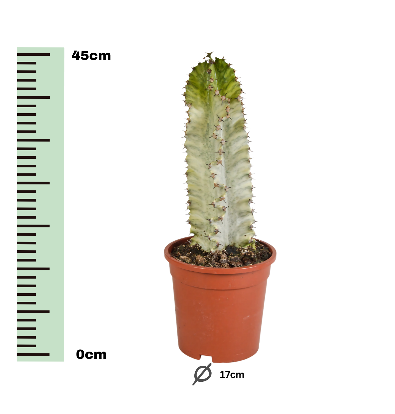 Euphorbia Marmorata | Marmor-Wolfsmilch | +/- 35-45cm | ø 17cm Topf
