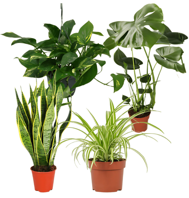 EasyCare Starter Set | 4er-Set + Zubehör | Monstera | Bogenhanf | Efeutute | Grünlilie | +/- 30-60cm | ø 12-15cm Topf