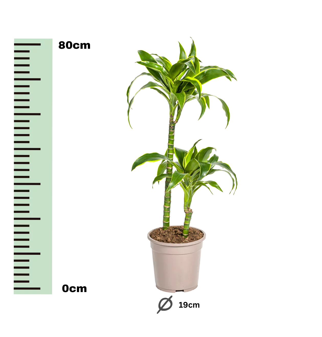 Dracaena Deremensis “Dorado” | Drachenbaum | +/- 80cm | ø 19cm Topf