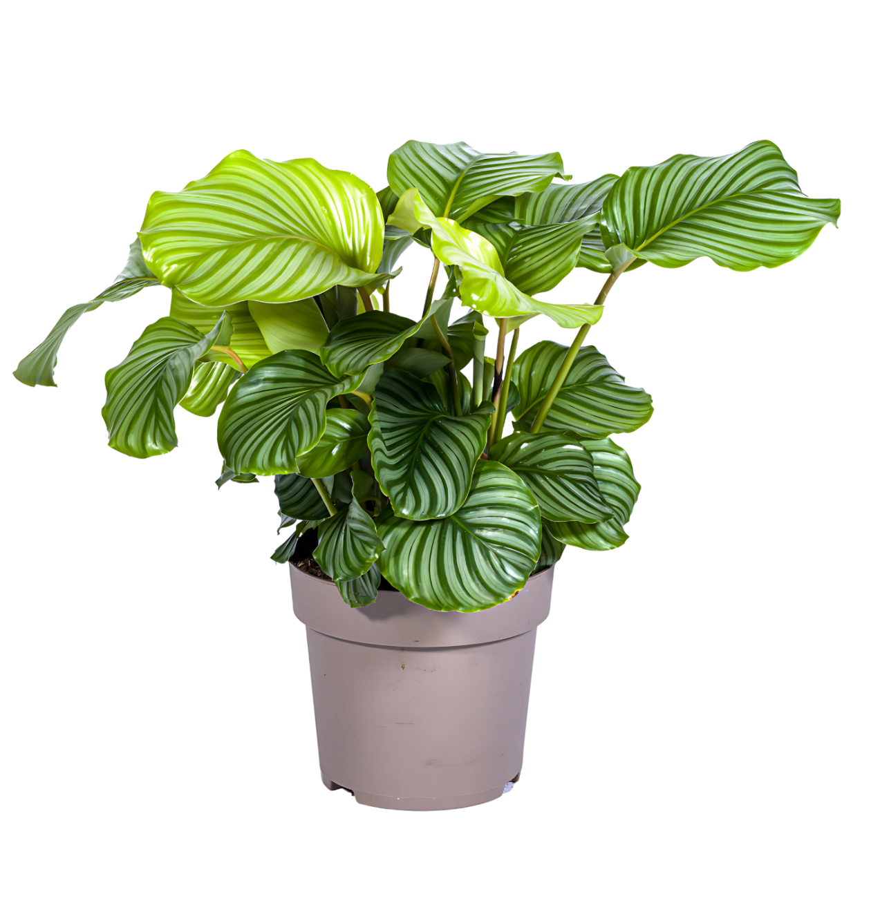 Calathea “Orbifolia” | Korbmarante | +/- 80cm | ø 27cm Topf