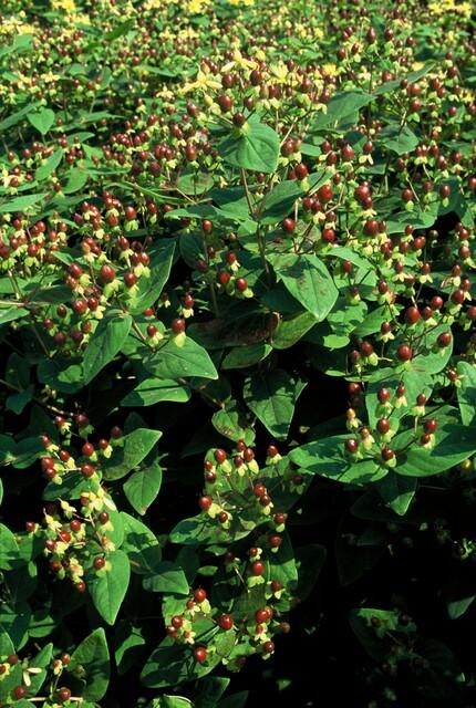 6x Hypericum inodorum 'Beauty' - ↕10-25cm - Ø9cm