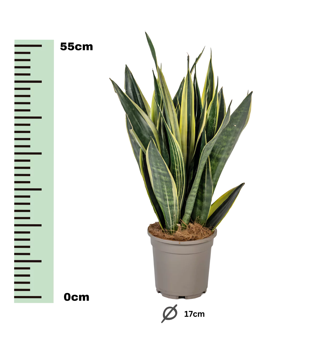 Sansevieria Trifasciata “Canary” | Bogenhanf | +/- 50-55cm | ø 17cm Topf