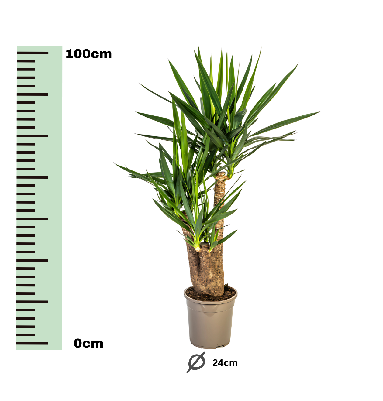 Yucca Elephantipes | Palmlilie | +/- 90-100cm | ø 24cm Topf