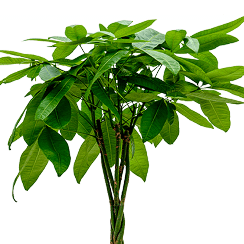 Pachira Aquatica | Glückskastanie | +/- 40-50cm | ø 12-15cm Topf