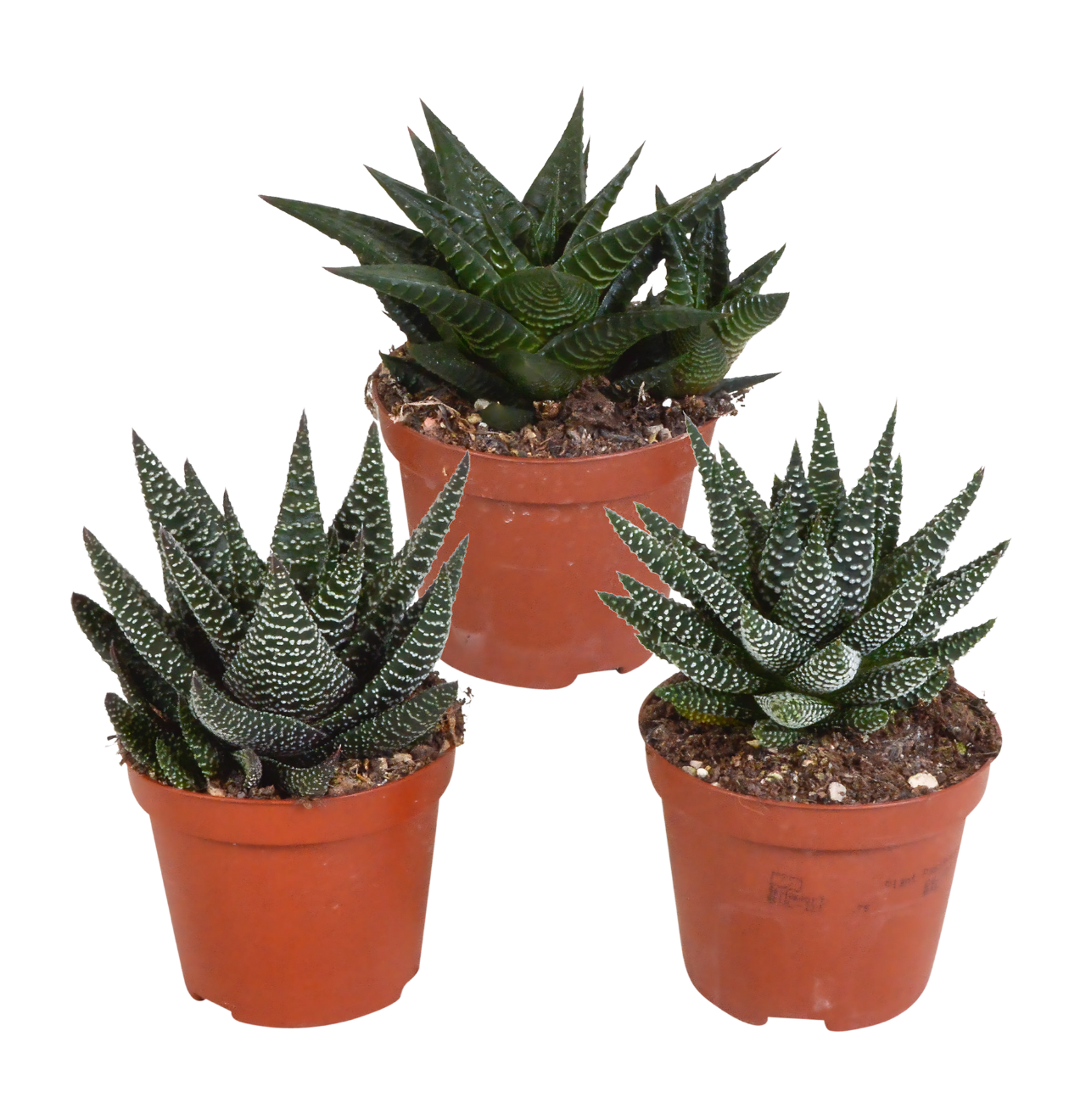 Gasteria & Haworthia Mix 3er-Set | Sukkulenten Mix | +/- 13-18cm | ø 8,5cm