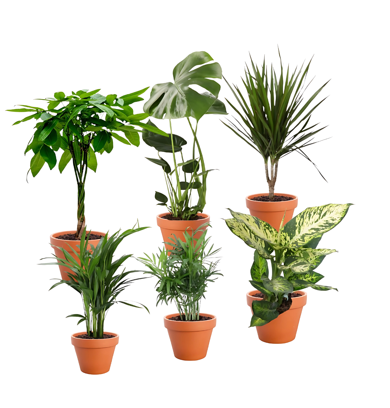 6er-Set - &amp;quot;Exotischer Mix&amp;quot; mit Dieffenbachia &amp; Co. | PflanzePlus.de
