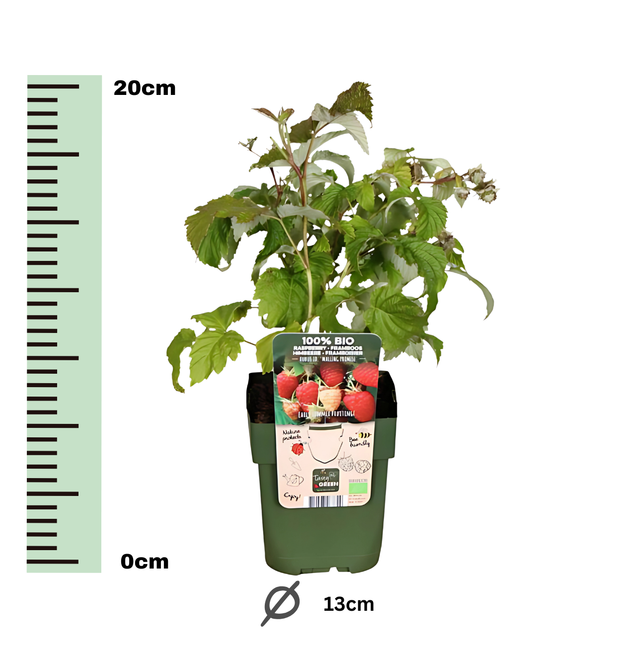 Bio Himbeerpflanzen (3 Stück) | +/- 20 cm | ø 13 cm
