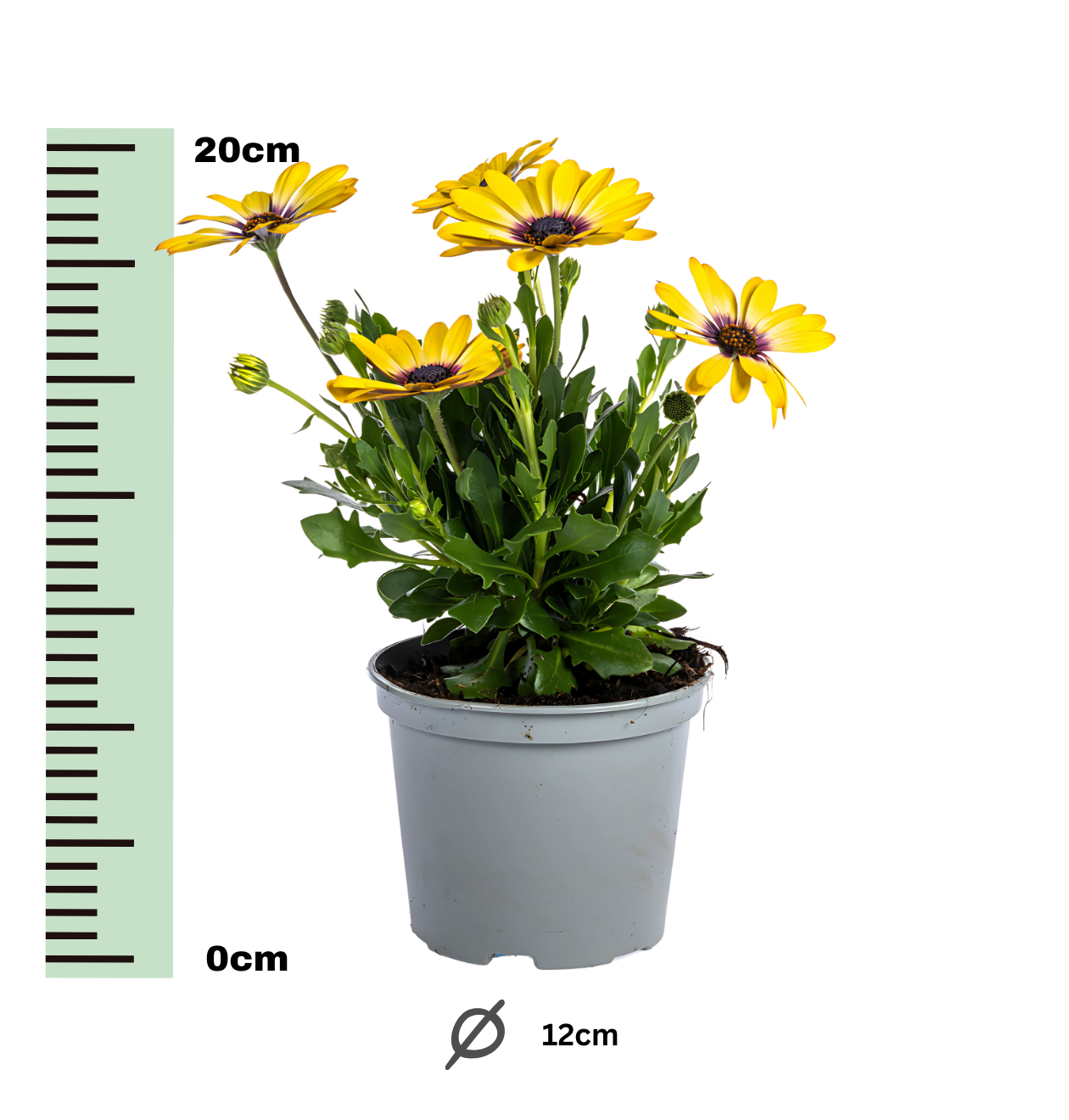 Osteospermum ecklonis “Gelb” (8 Stück) | Kapmargerite | +/- 20cm | ø 12cm