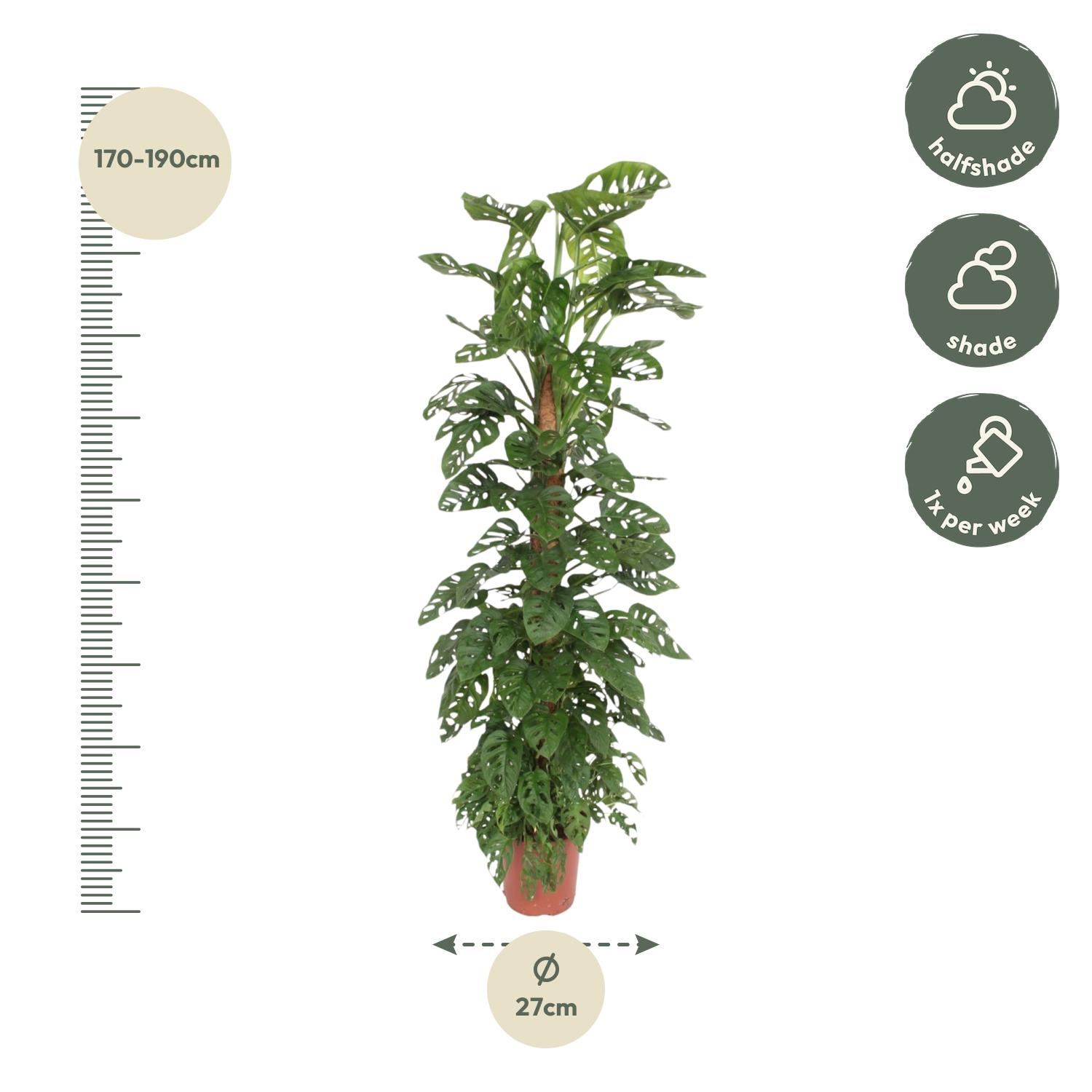 Monstera “Monkey Leaf” mit Moosstab | Affenblatt | +/- 180cm | ø 27cm Topf