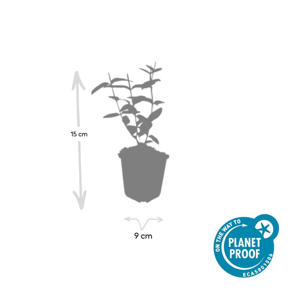 6x Hypericum inodorum 'Rheingold' - ↕10-25cm - Ø9cm