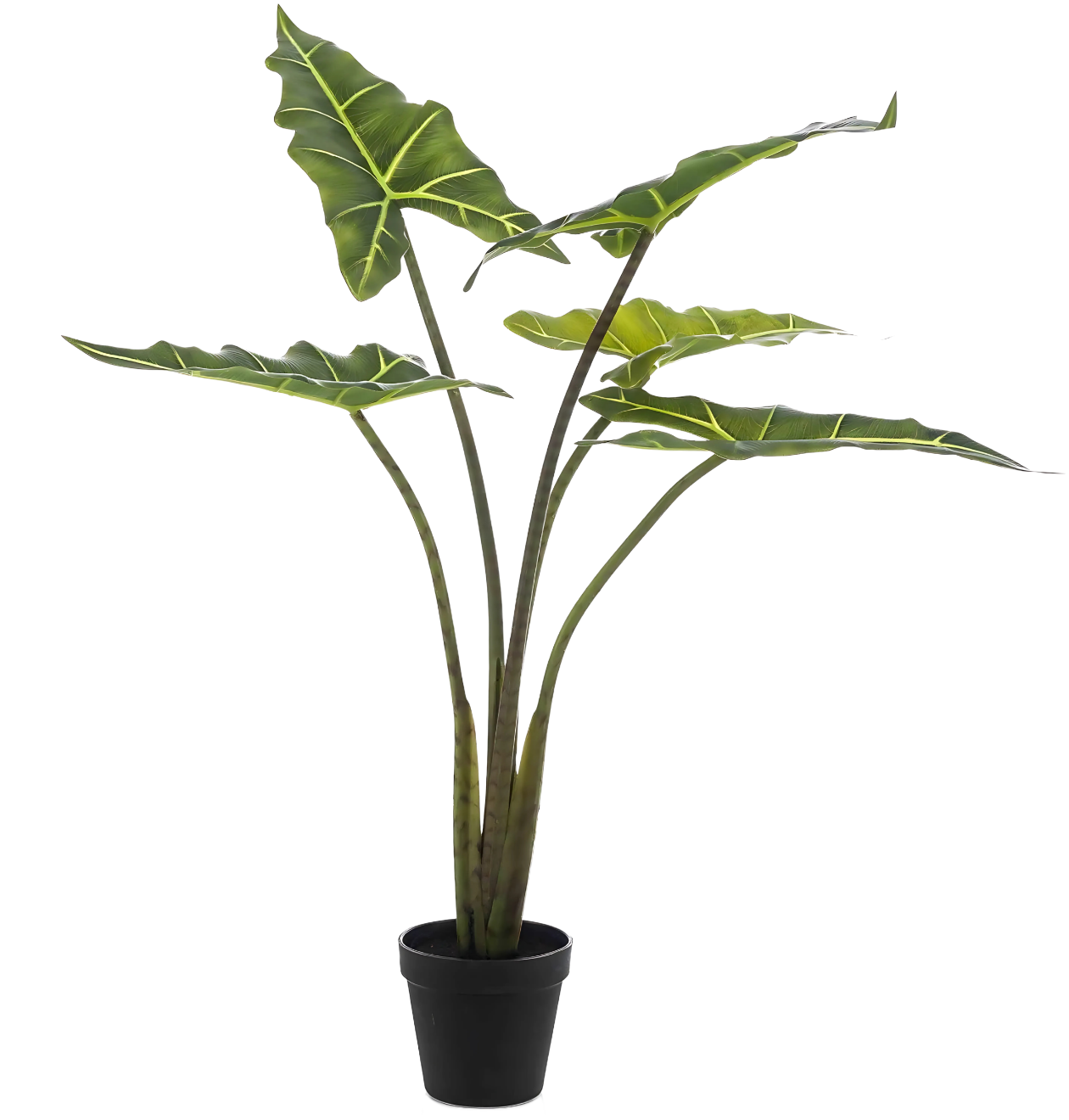 Künstliche Alocasia “Frydek” | Elefantenohr | +/- 80cm | ø 12cm Topf