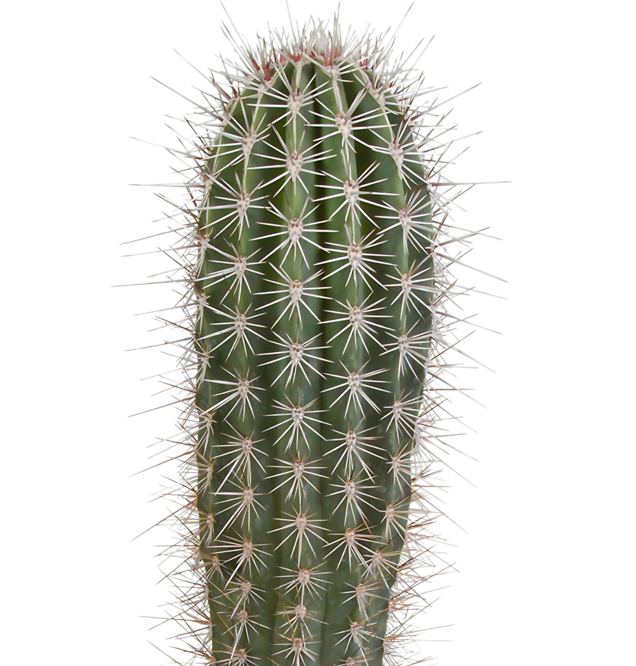 Pachycereus Pringlei (Ohne Topf) | Riesenkaktus | +/- 40-50cm | ø 17cm Topf