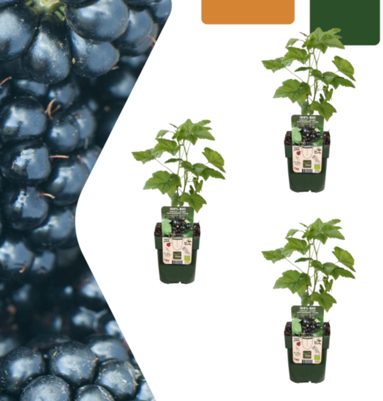 Bio Brombeerpflanzen (3 Stück) | +/- 20 cm | ø 13 cm