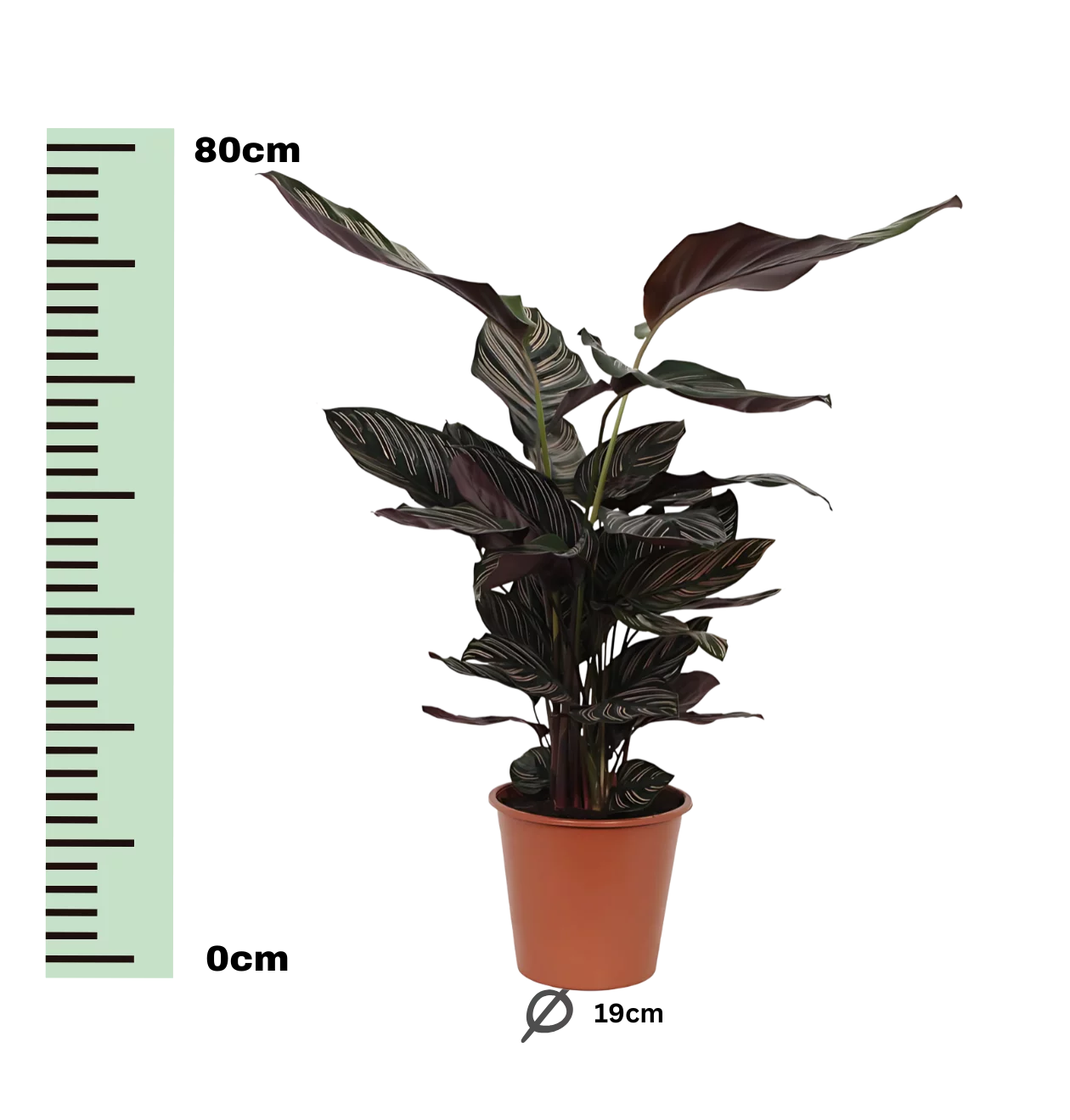Calathea “Sanderiana” | Korbmarante | +/- 80cm | ø 19cm Topf