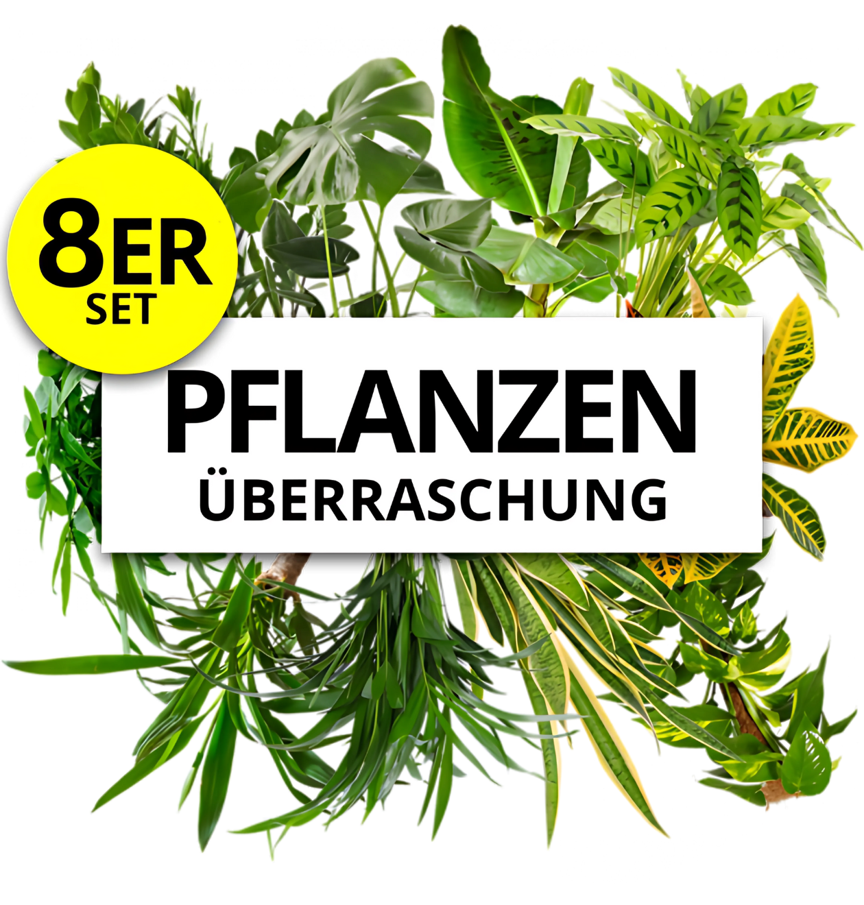 8er-Set | Pflanzenüberraschung | +/- 40-70cm | ø 12-15cm Topf