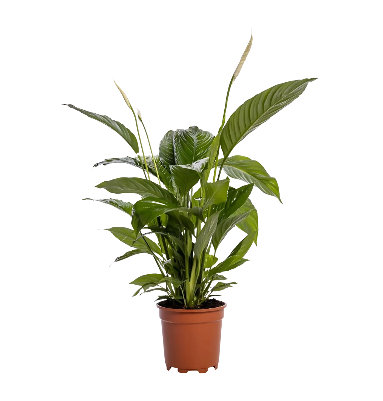 Spathiphyllum “Bingo Cupido” | Einblatt | +/- 80cm | ø 19cm Topf