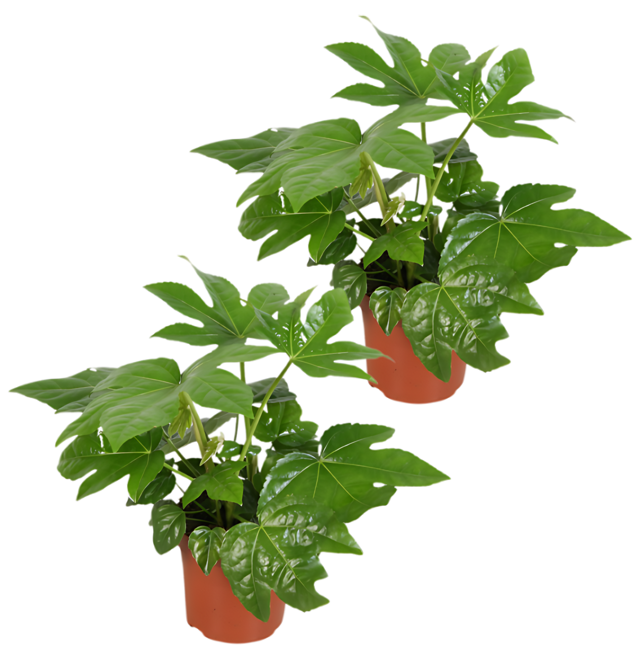 2er-Set | Zimmeraralie | Fatsia japonica | +/- 40-50cm | ø 12-15cm Topf