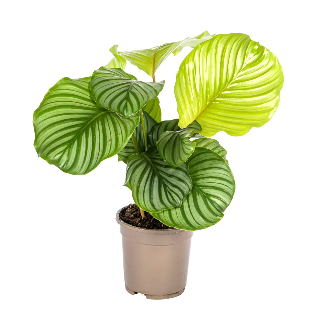 Calathea “Orbifolia” | Korbmarante | +/- 45cm | ø 17cm Topf