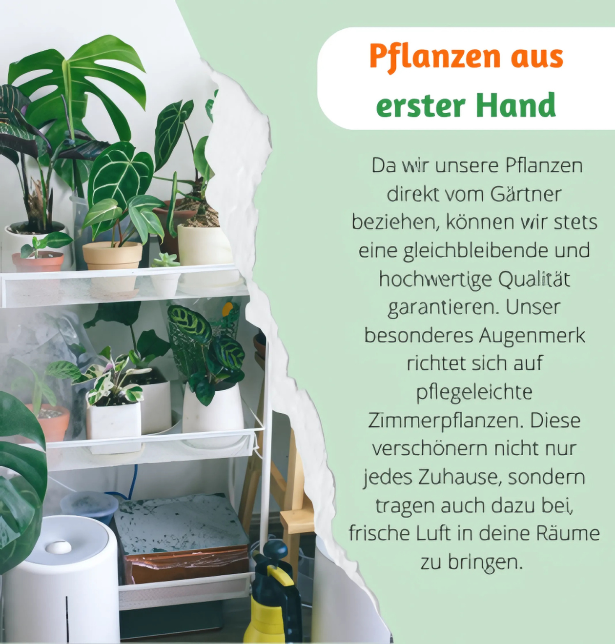 2er-Set | Glückskastanie | +/- 70-80cm | ø 12-15cm Topf