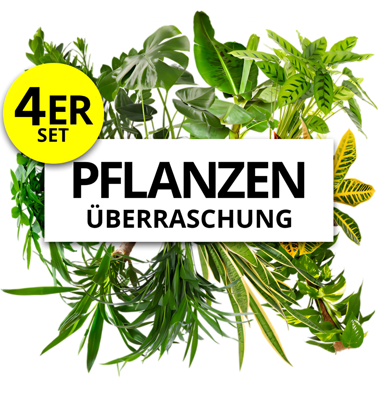 4er-Set | Pflanzenüberraschung | +/- 40-70cm | ø 12-15cm Topf