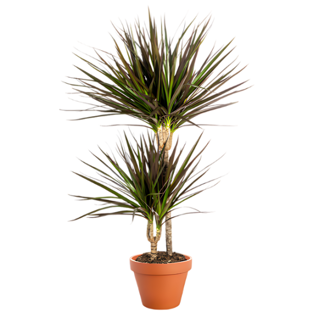 2er-Set | Drachenbaum | +/- 50cm | ø 12-15cm Topf
