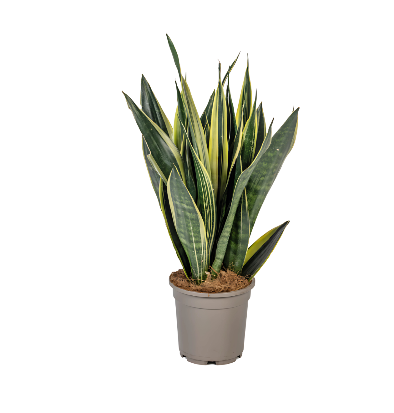 Sansevieria Trifasciata “Canary” | Bogenhanf | +/- 50-55cm | ø 17cm Topf