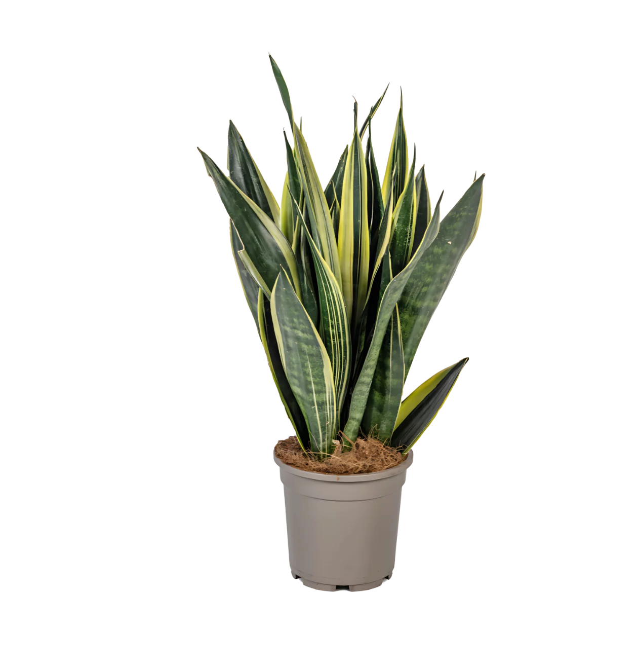Sansevieria Trifasciata “Canary” | Bogenhanf | +/- 50-55cm | ø 17cm Topf