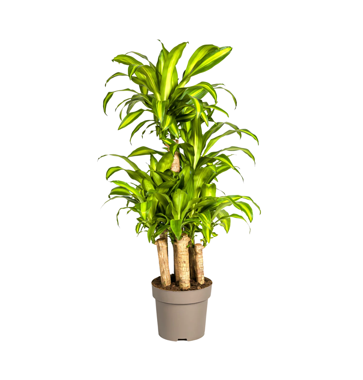 Dracaena Fragrans “Massangeana Karussell” | Drachenbaum | +/- 140cm | ø 30cm Topf