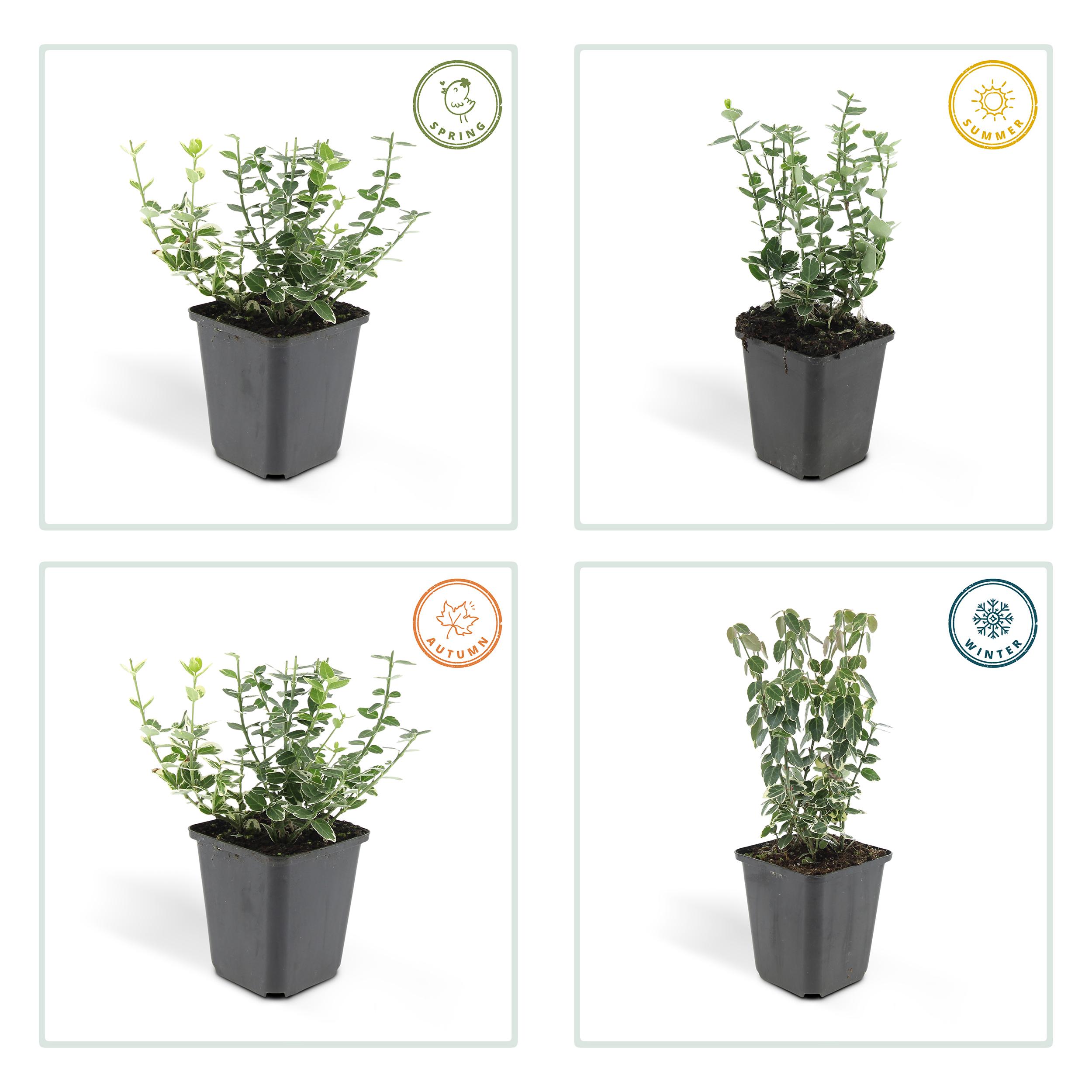 6x Euonymus 'Emerald 'n Gaity' - ↕10-25cm - Ø9cm