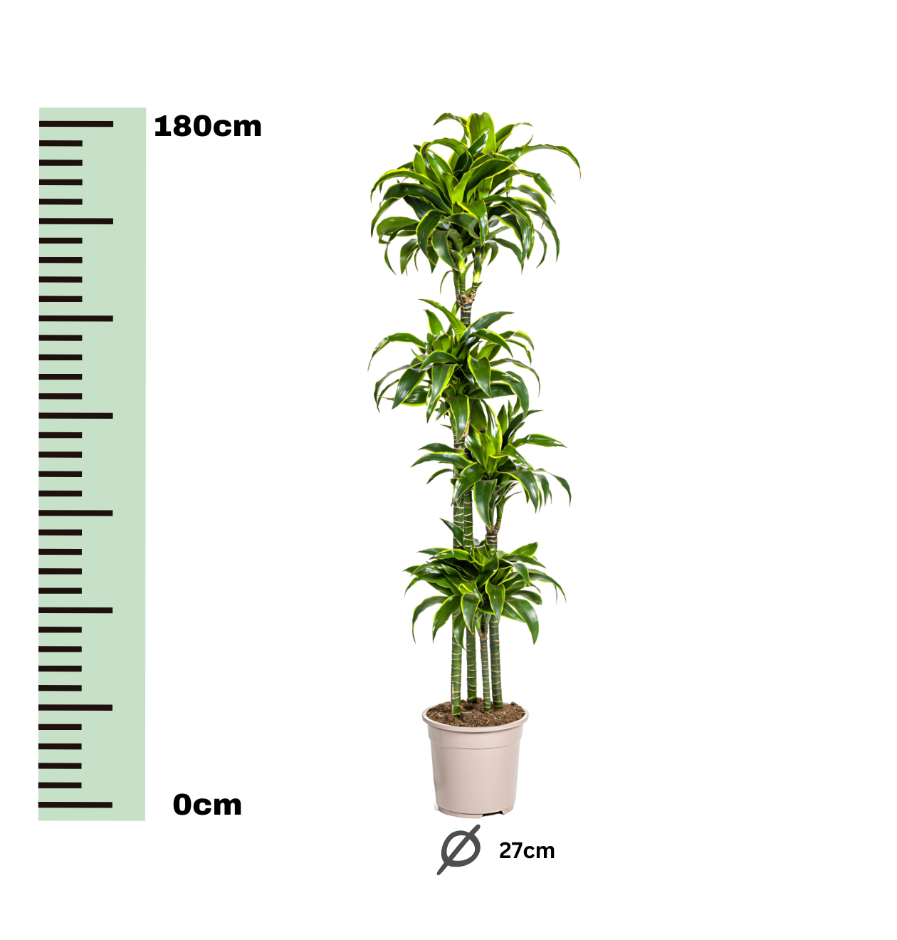 Dracaena Deremensis “Dorado” | Drachenbaum | +/- 180cm | ø 27cm Topf