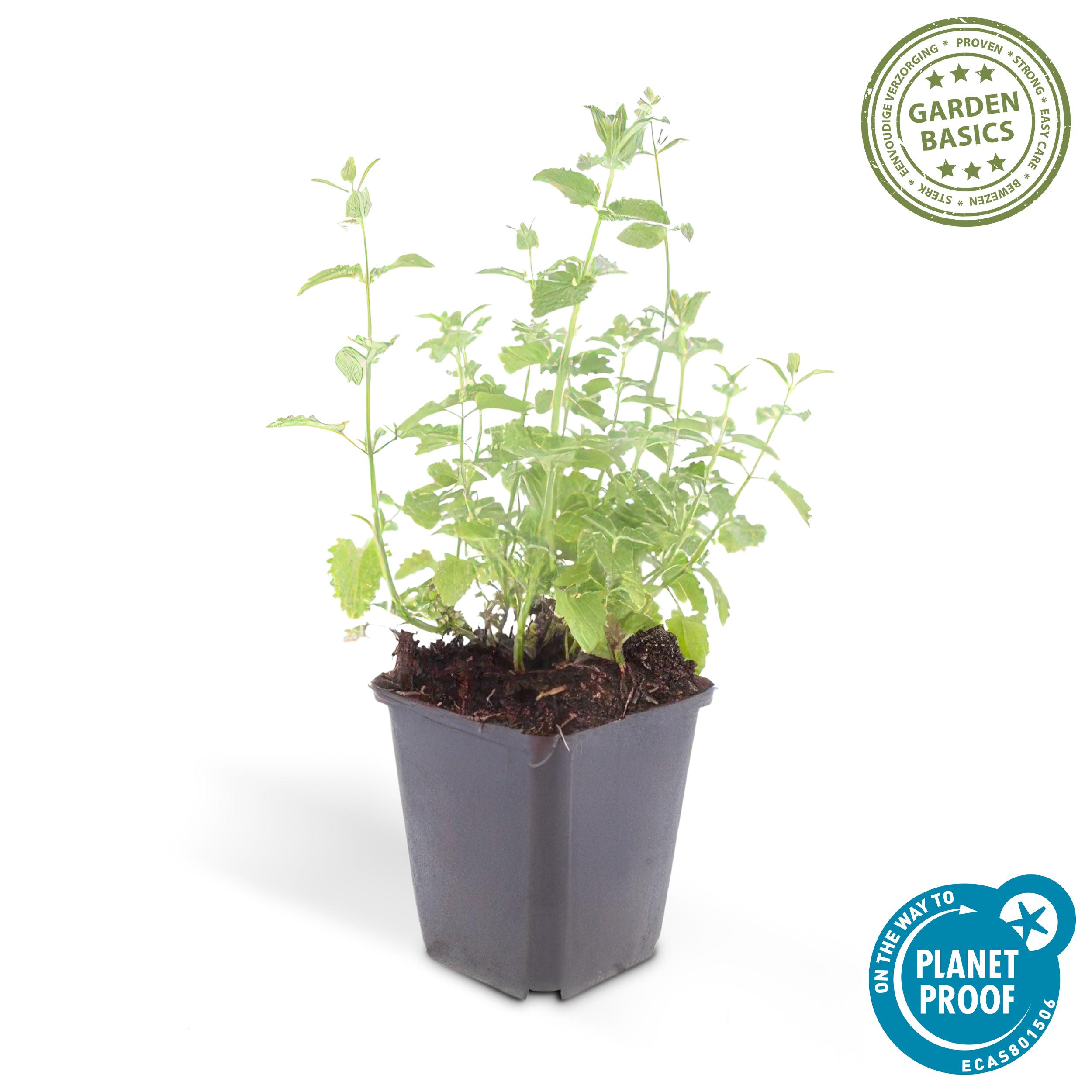6x Nepeta 'Six Hills Giant' - ↕10-25cm - Ø9cm