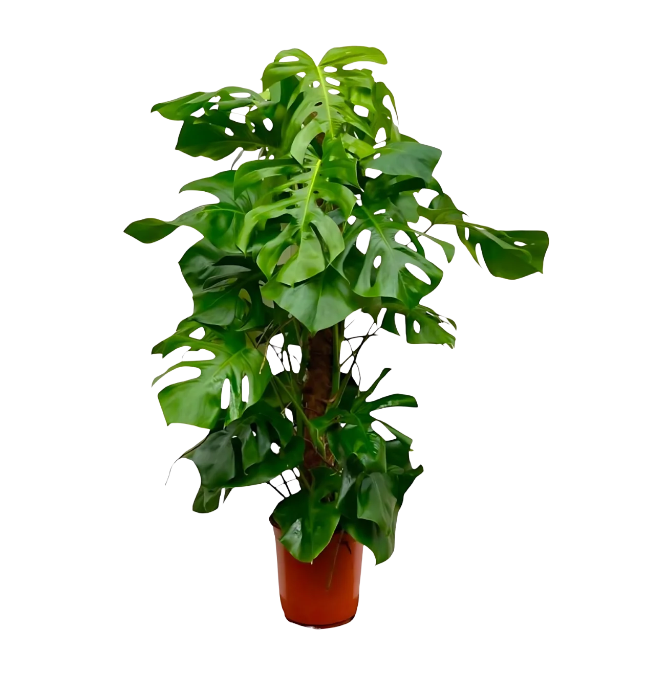 Monstera Deliciosa XXL | Fensterblatt | +/- 150cm | ø 27cm Topf