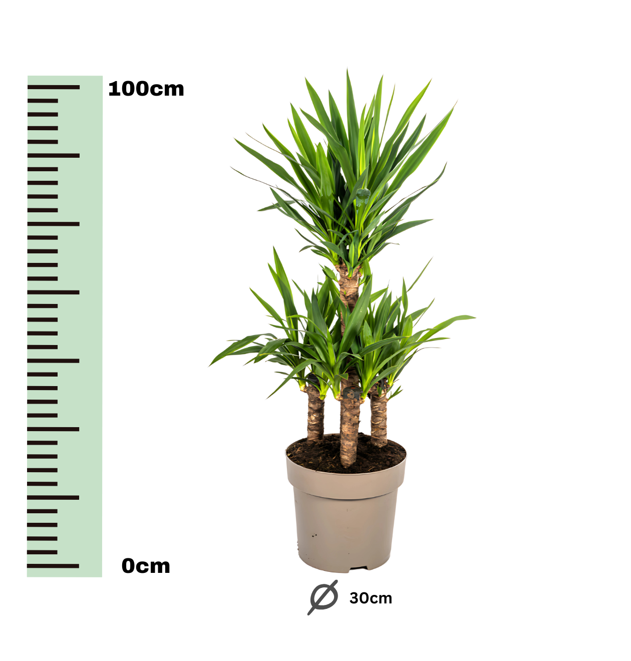 Yucca Elephantipes | Palmlilie | +/- 100cm | ø 30cm Topf