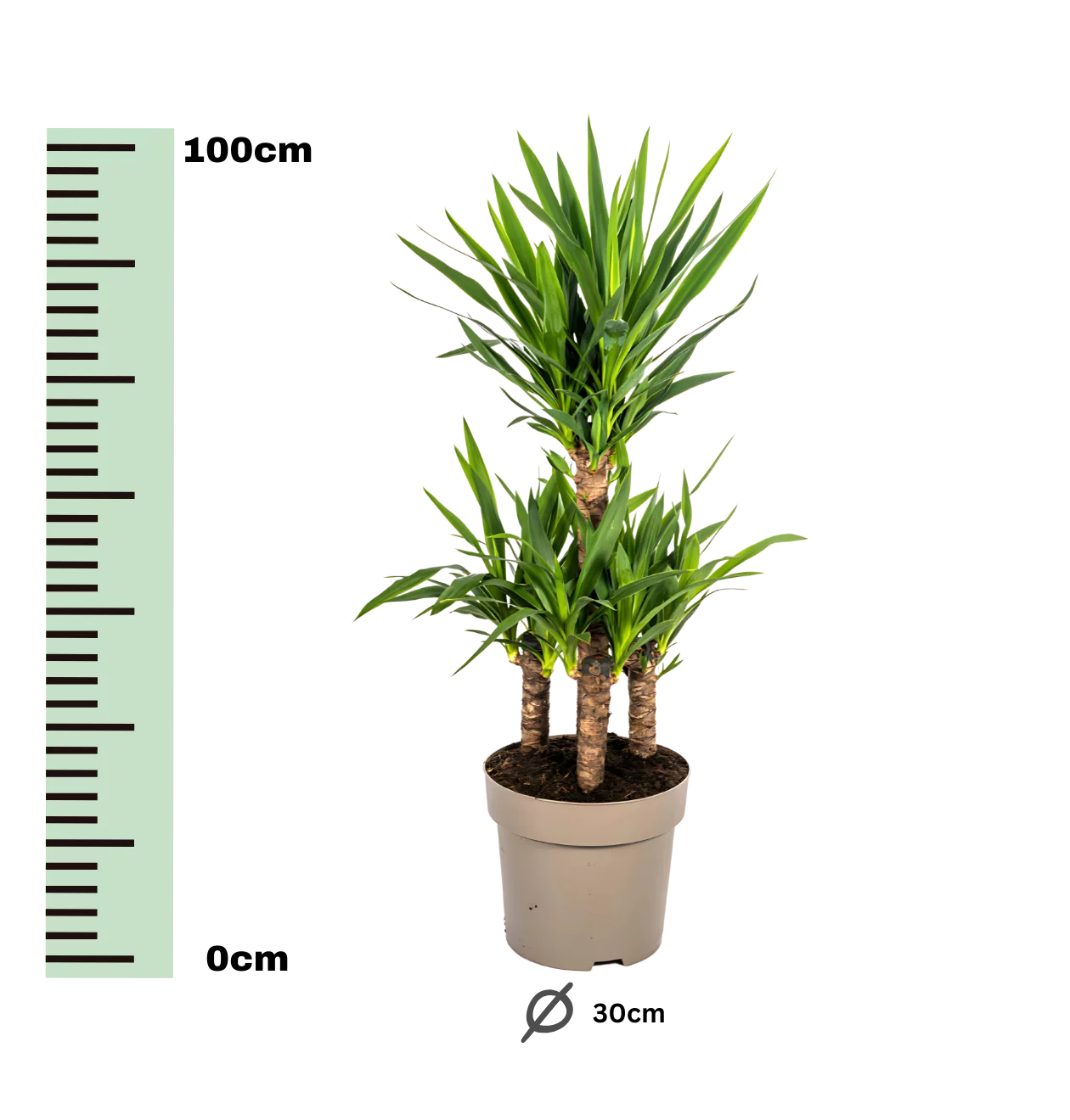 Yucca Elephantipes | Palmlilie | +/- 100cm | ø 30cm Topf