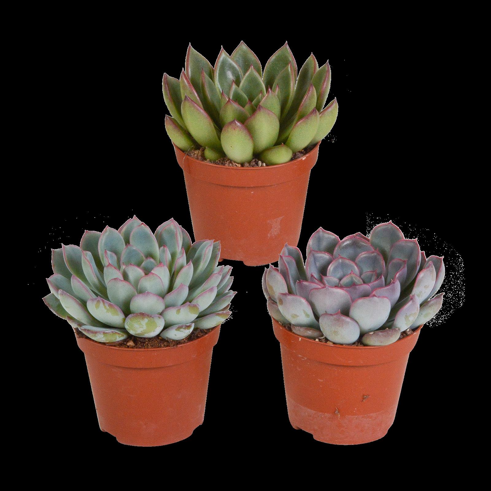 Echeveria mix 8.5 cm - 3x - zonder pot