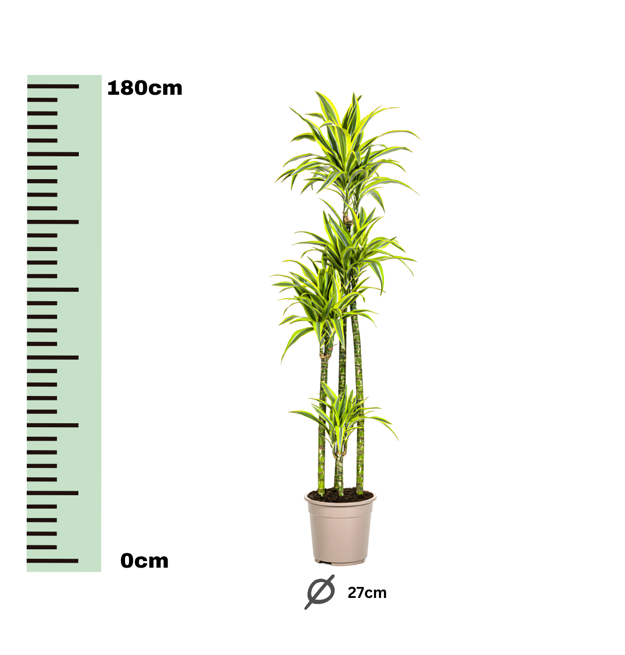 Dracaena Deremensis “Lemon Lime” | Drachenbaum | +/- 180cm | ø 27cm Topf