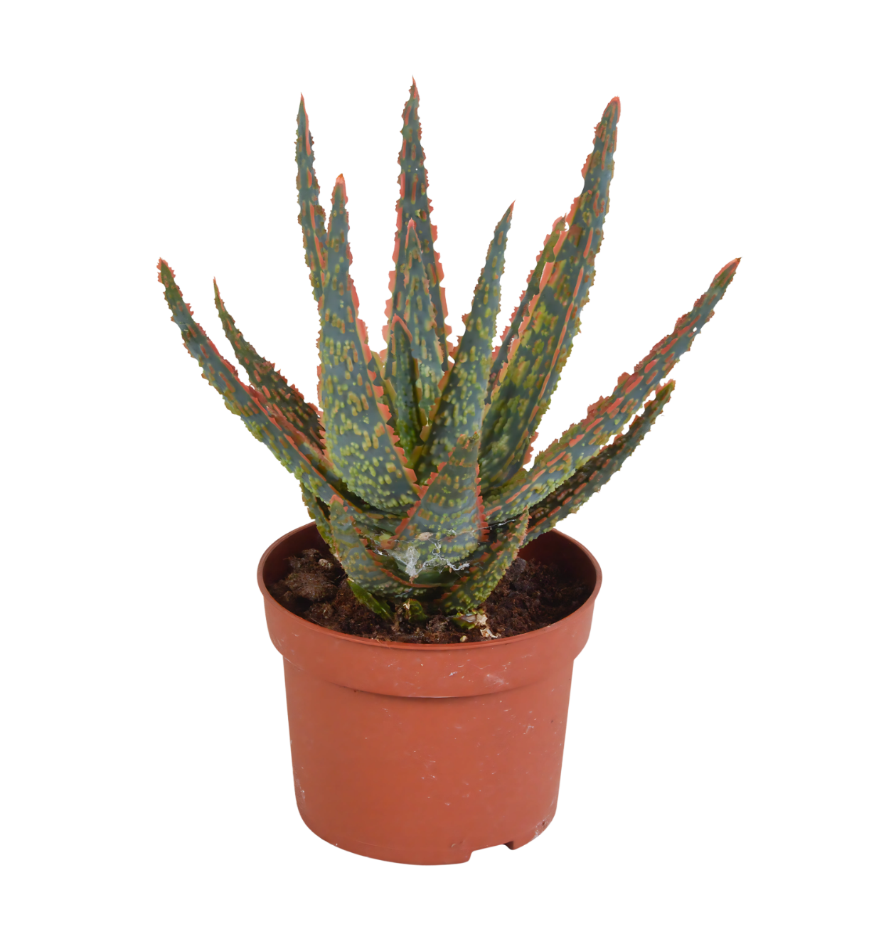 Aloe Zebrina “Dannyz” (Ohne Topf) | Zebra Aloe | +/- 18cm | ø 10,5cm Topf