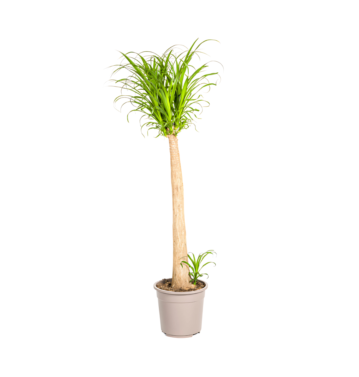 Beaucarnea Recurvata “Stamm” | Elefantenfuß | +/- 120cm | ø 27cm Topf