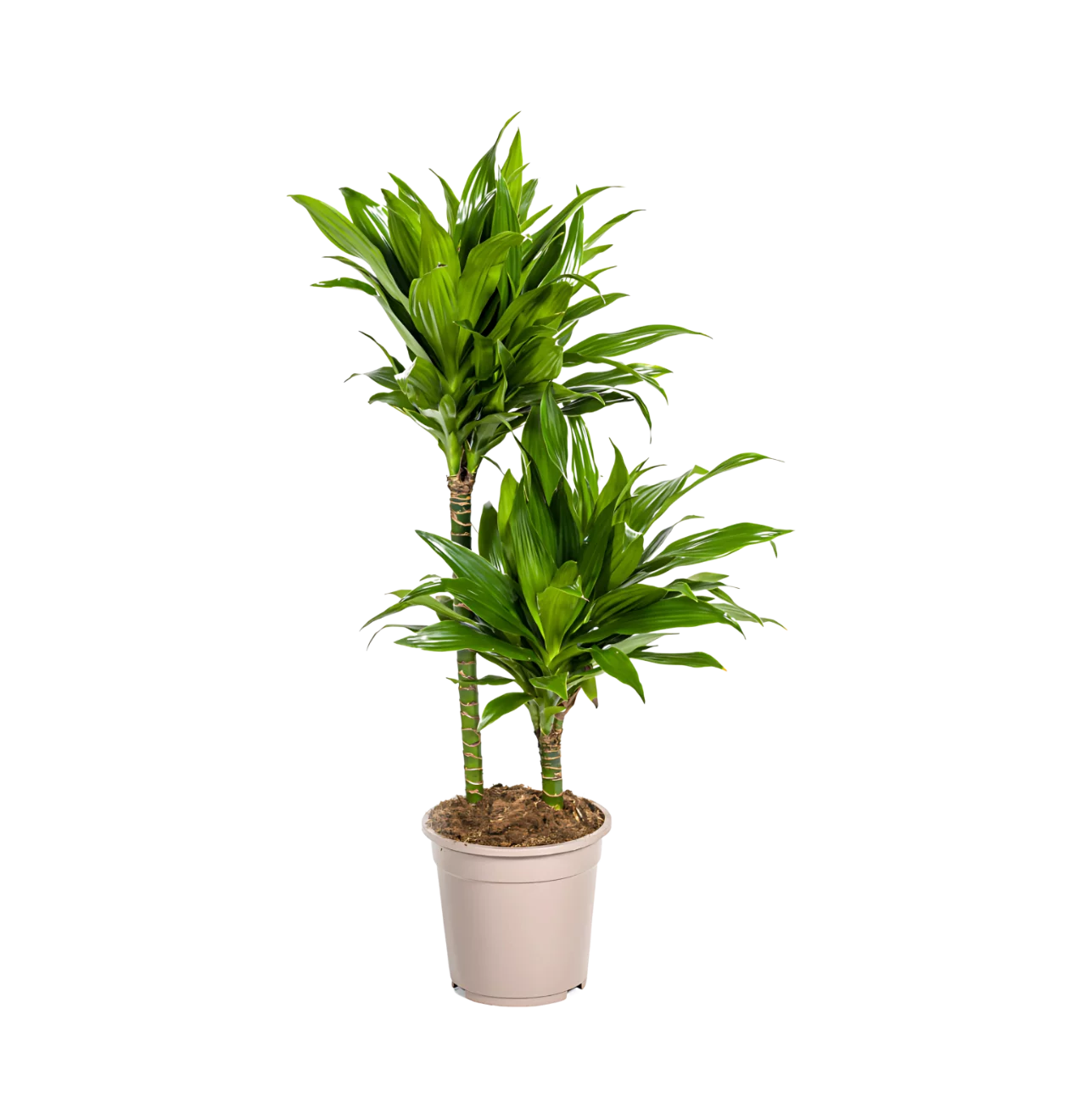 Dracaena Deremensis “Green Jewel” | Drachenbaum | +/- 80cm | ø 19cm Topf