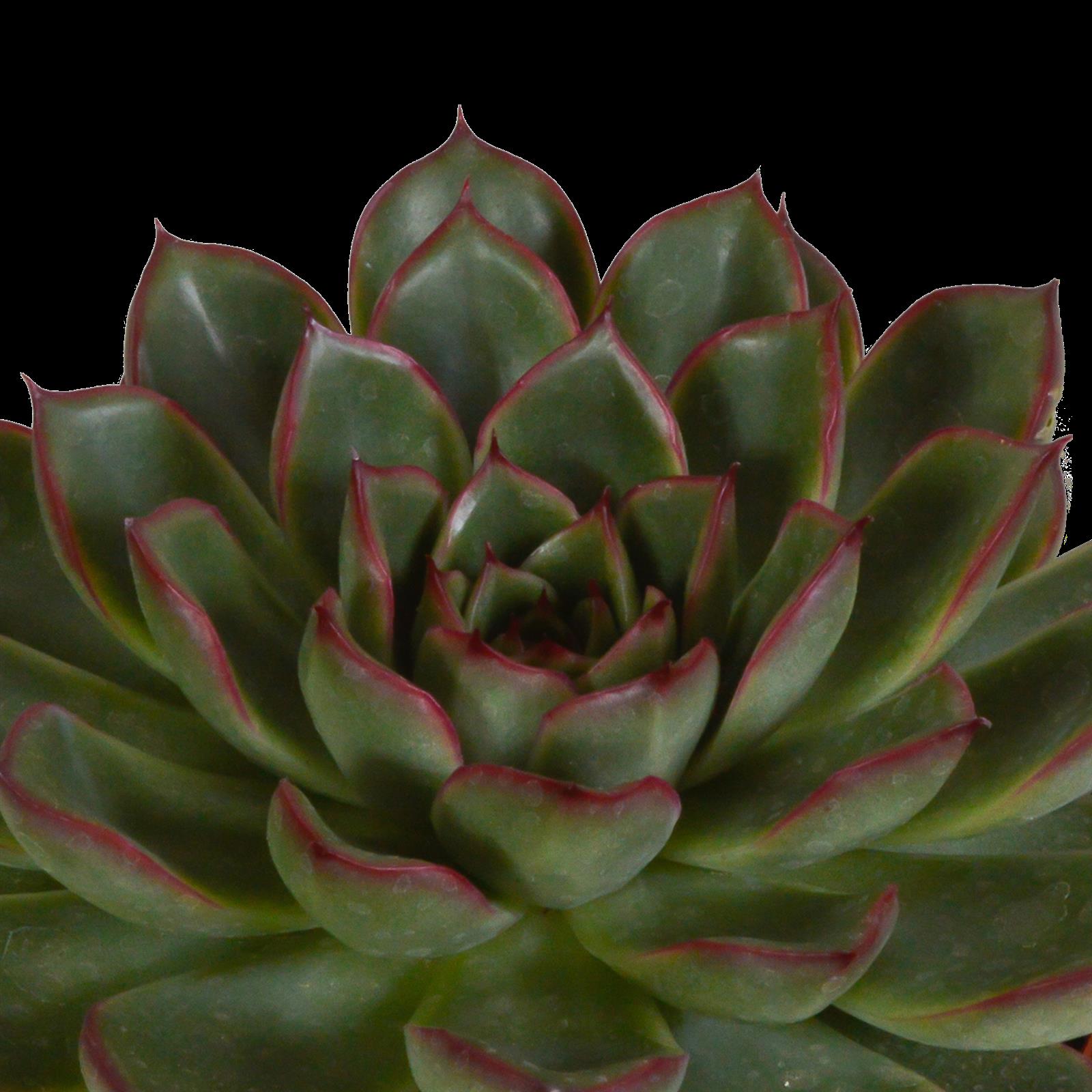 Echeveria mix 10.5 cm - 3x - zonder pot