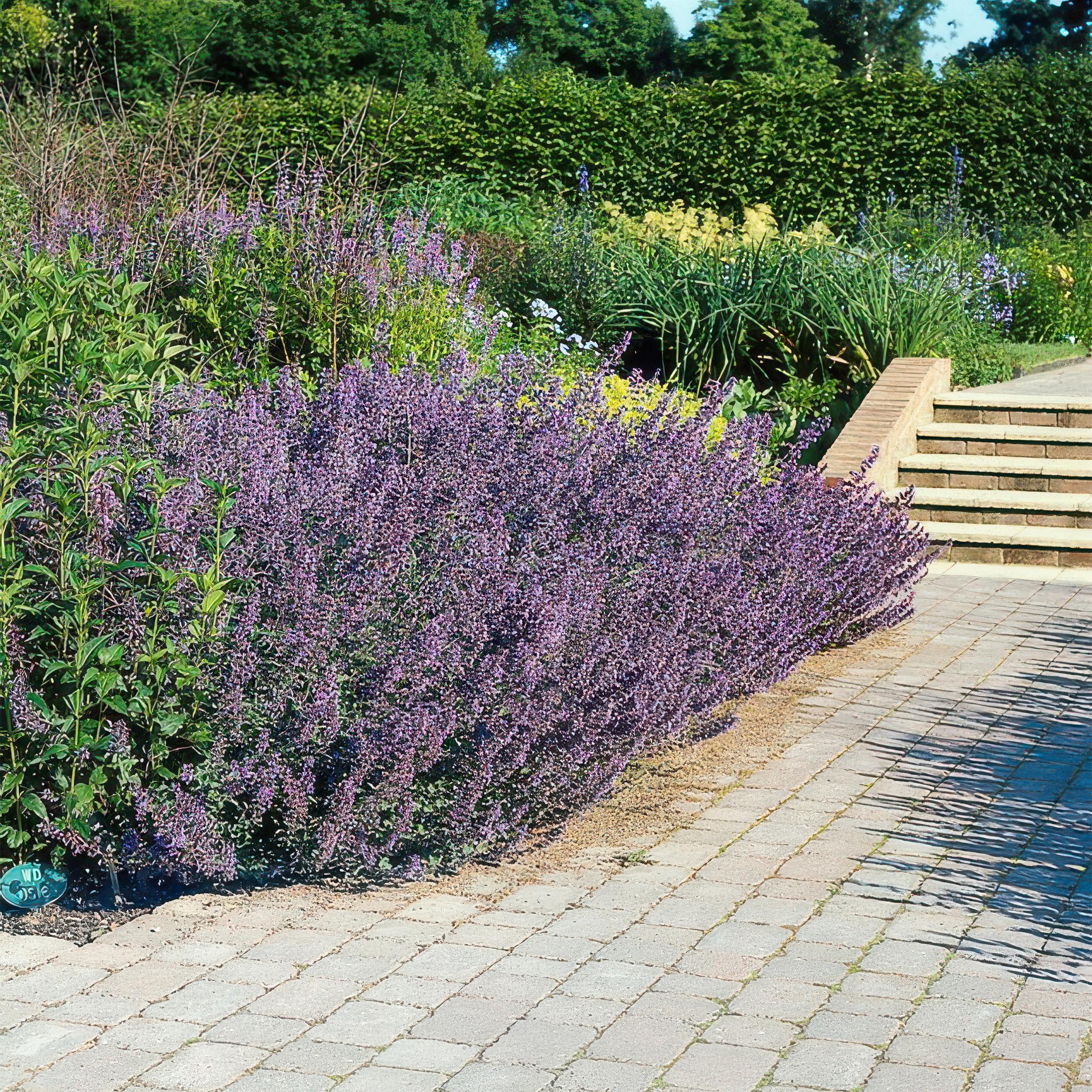 6x Nepeta 'Six Hills Giant' - ↕10-25cm - Ø9cm