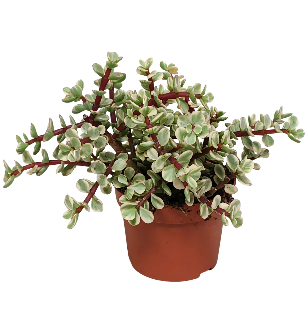 Portulacaria afra Variegata (Ohne Topf) | Elefantenstrauch | +/- 18-25cm | ø 10,5cm Topf