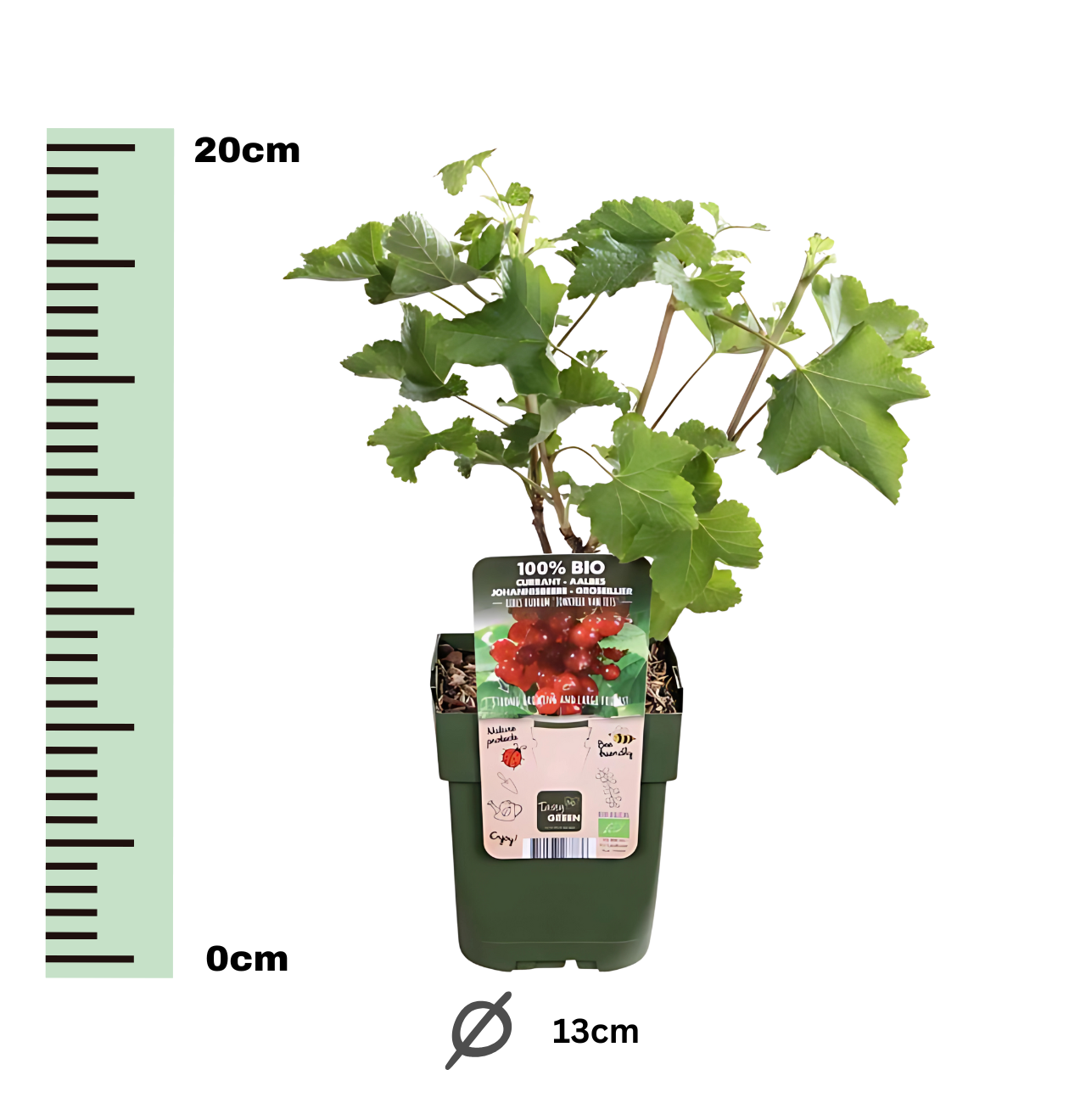 Bio Johannisbeerpflanzen (3 Stück) | +/- 20 cm | ø 13 cm